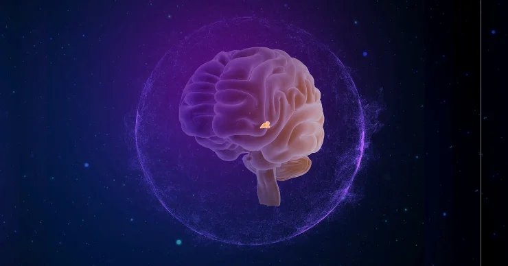 fluoride-pineal-gland-1 pineal gland location in the brain